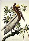 John James Audubon Brown Pelican painting